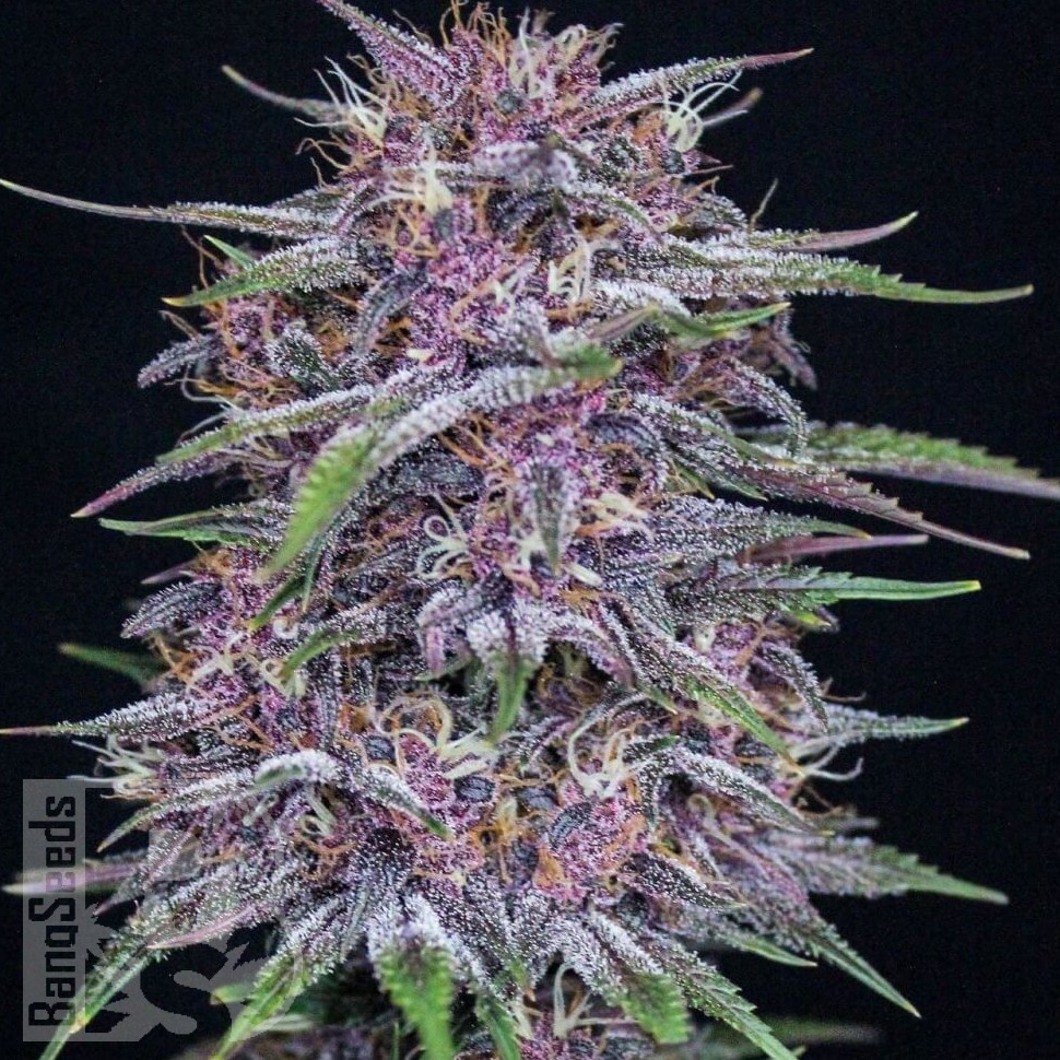 Семена  Auto Purple Sunset feminised Ganja Seeds