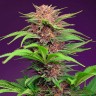 Семена ганжа  Auto Mimosa Bruce Banner XL feminised Ganja Seeds