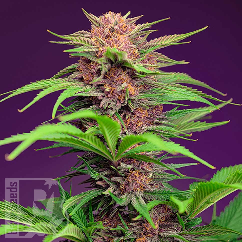 Семена ганжа  Auto Mimosa Bruce Banner XL feminised Ganja Seeds