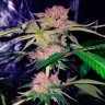 Семена ганжа  Auto Mimosa Bruce Banner XL feminised Ganja Seeds