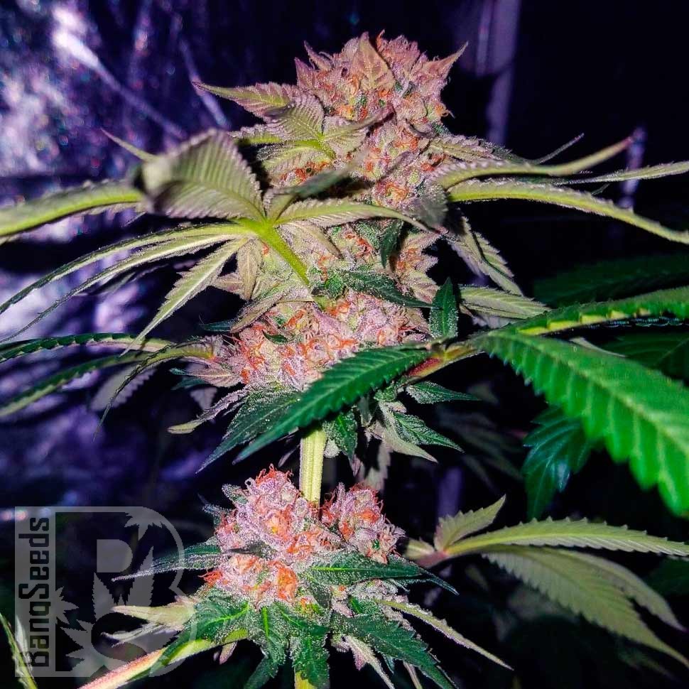 Семена ганжа  Auto Mimosa Bruce Banner XL feminised Ganja Seeds