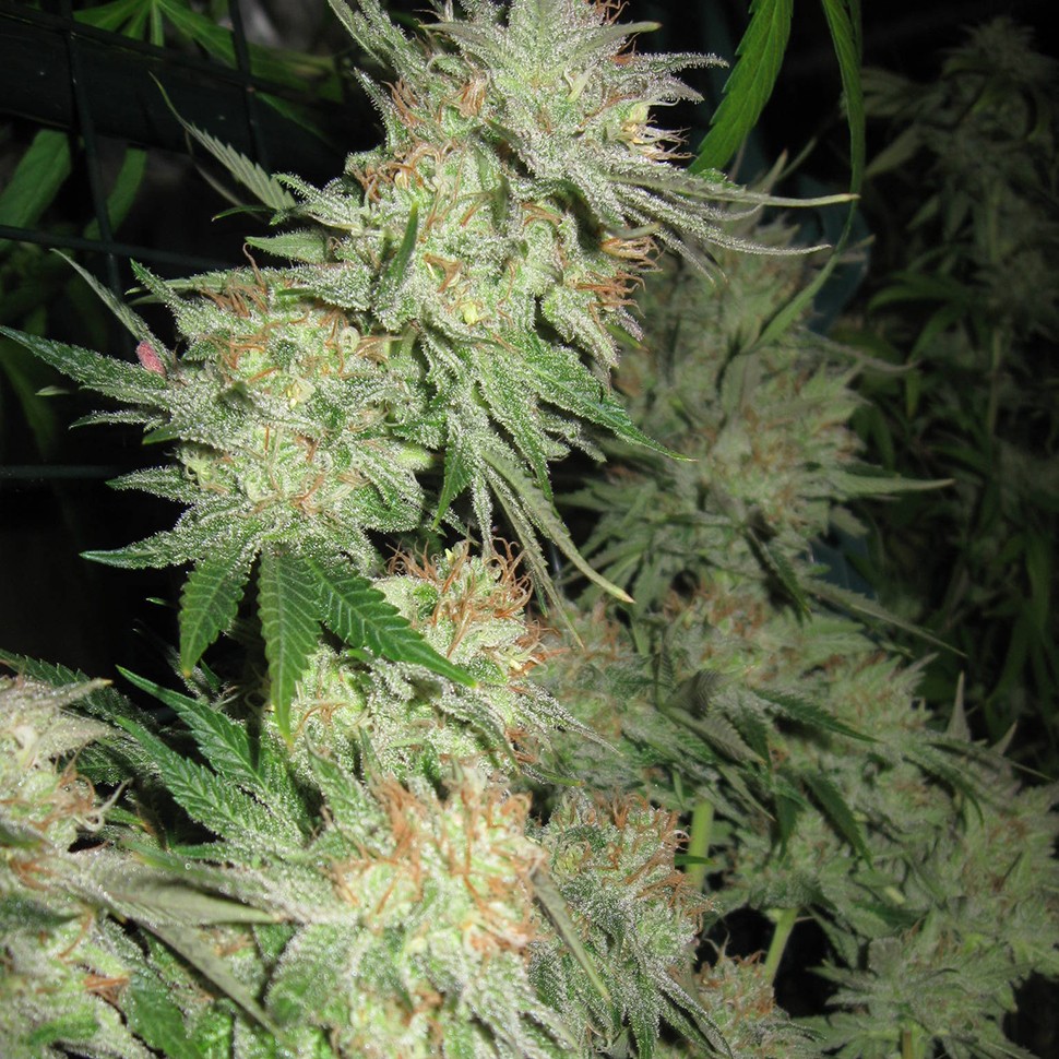 Семена конопли  G13 Skunk feminised Ganja Seeds