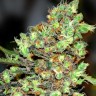 Семена конопли  G13 Skunk feminised Ganja Seeds