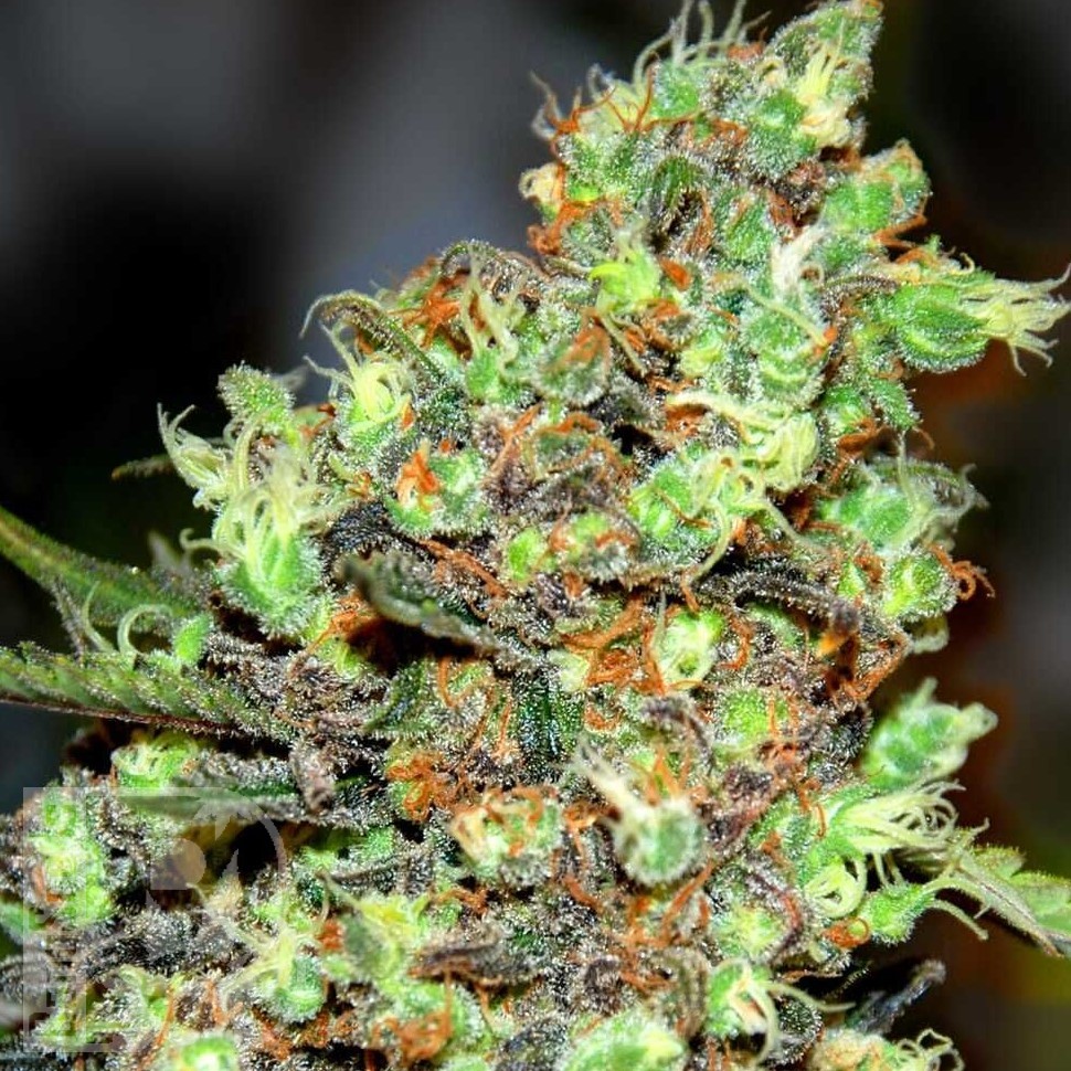 Семена конопли  G13 Skunk feminised Ganja Seeds