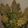 Семена конопли  G13 Skunk feminised Ganja Seeds