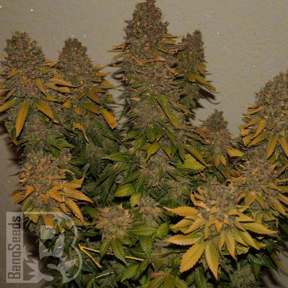 Семена конопли  G13 Skunk feminised Ganja Seeds