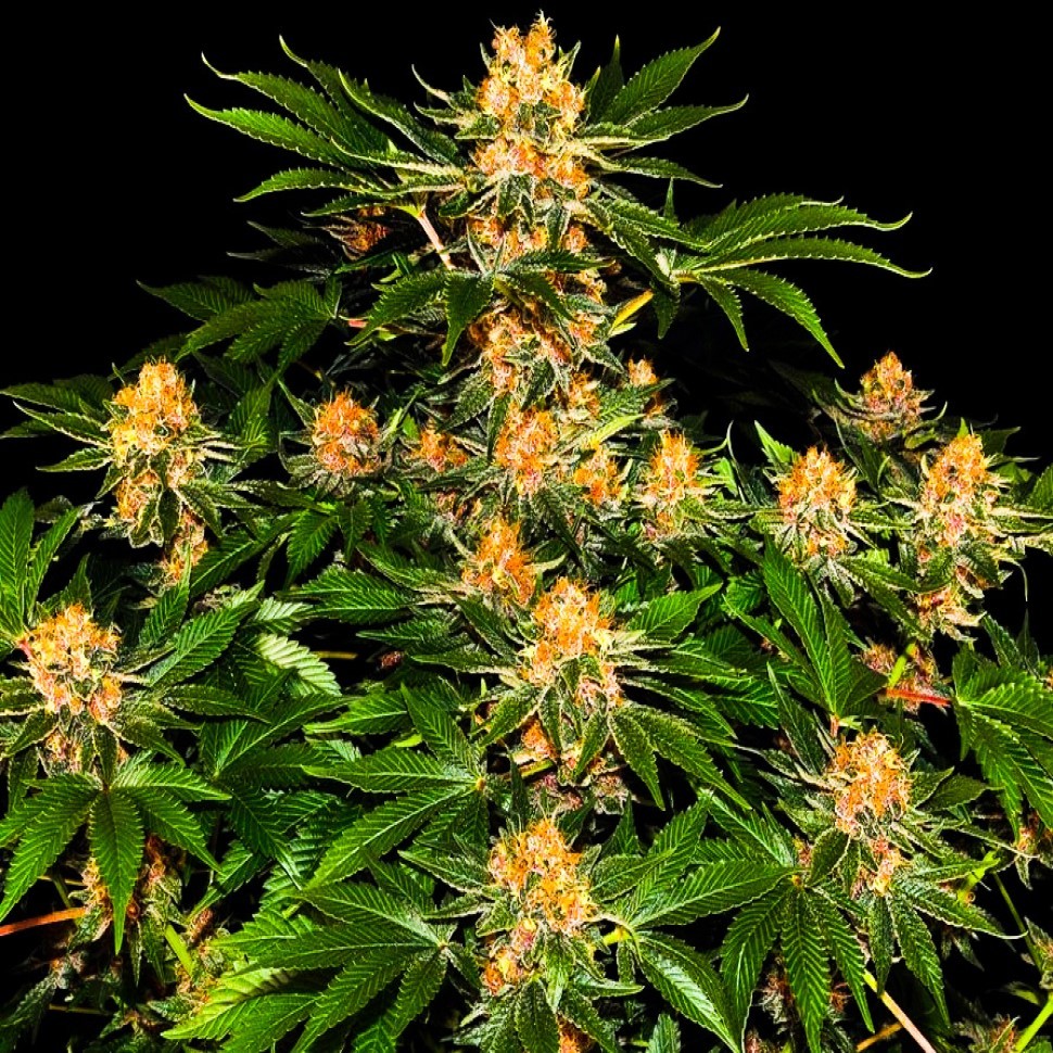 Семена  Purple Punch feminised Ganja Seeds