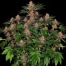 Лучший выбор семян для Вас Purple Punch feminised Ganja Seeds