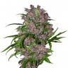 Выбрать семена для себя Purple Punch feminised Ganja Seeds