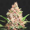 Купить проверенный сорт Purple Punch feminised Ganja Seeds