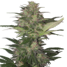 Семена конопли Auto Red Dwarf feminised Ganja Seeds