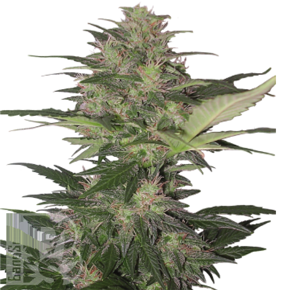 Семена  Auto Red Dwarf feminised Ganja Seeds