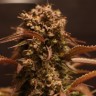 Семена  Auto Red Dwarf feminised Ganja Seeds