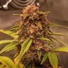 Семена  Auto Red Dwarf feminised Ganja Seeds