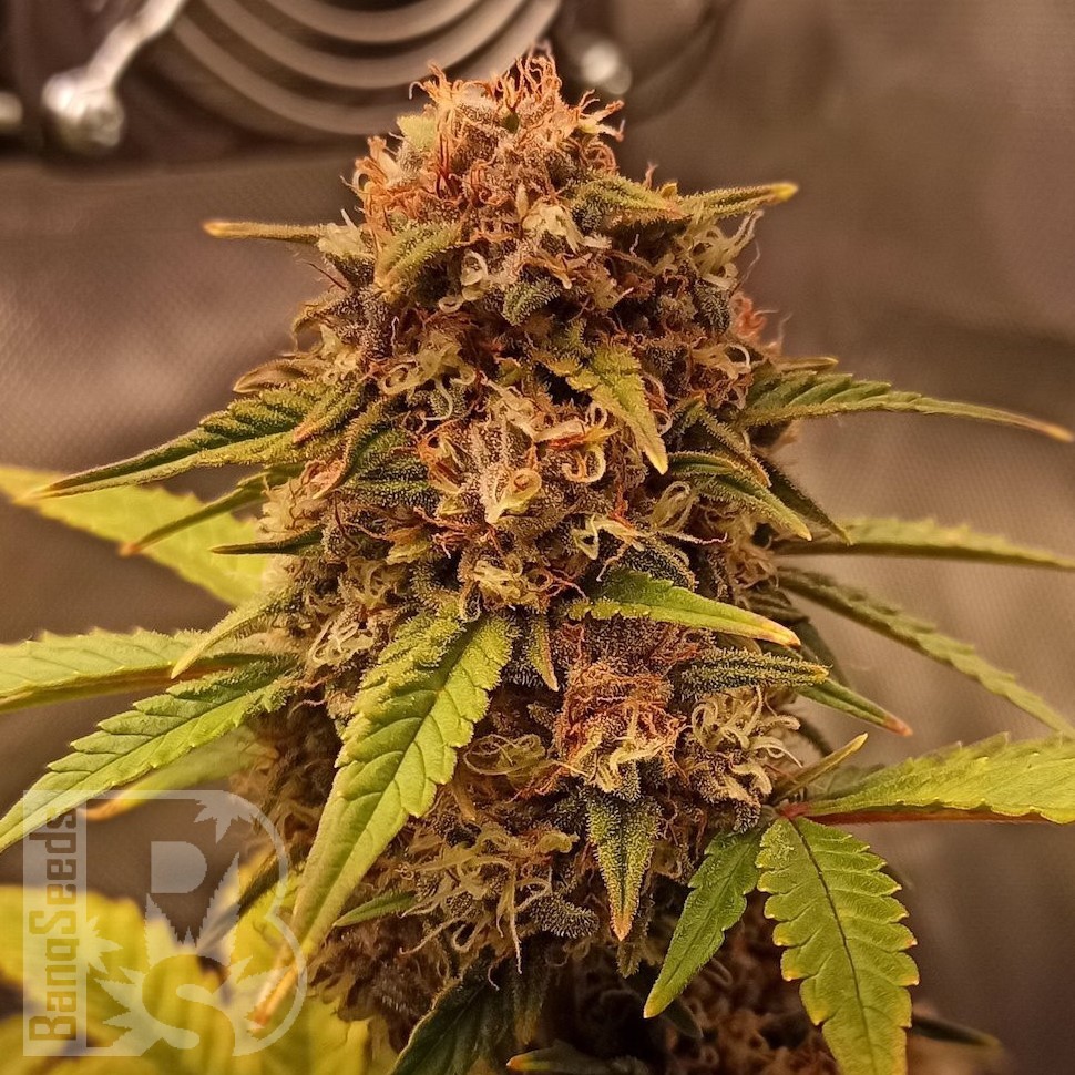 Семена  Auto Red Dwarf feminised Ganja Seeds