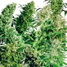 MIX feminised Ganja Seeds