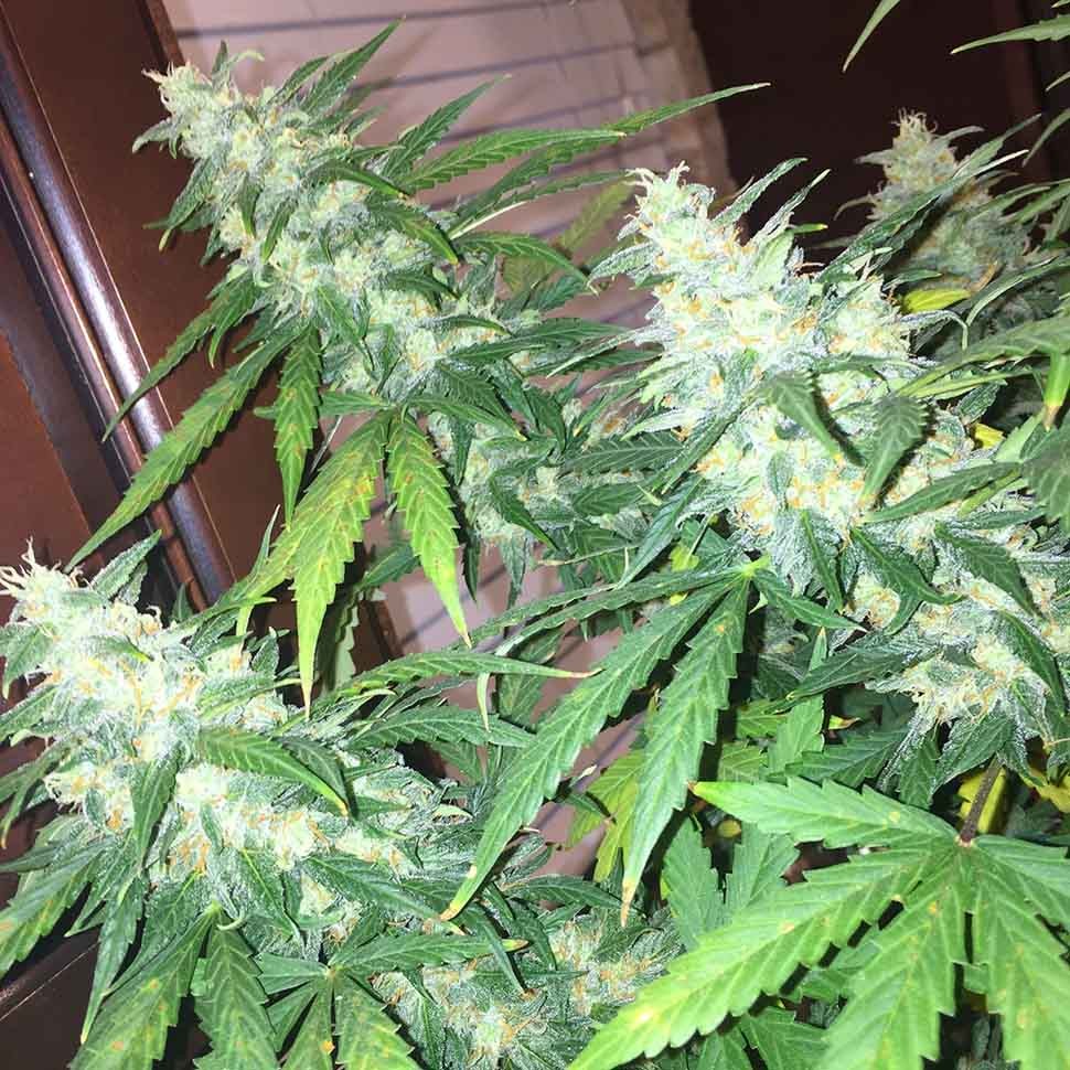 Семена ганжа  Auto Siberian Haze regular Ganja Seeds