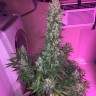 где можно заказать семена конопли Auto Siberian Haze reg