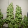 Купить медицинский сорт Tangerine Dream feminised Ganja Seeds