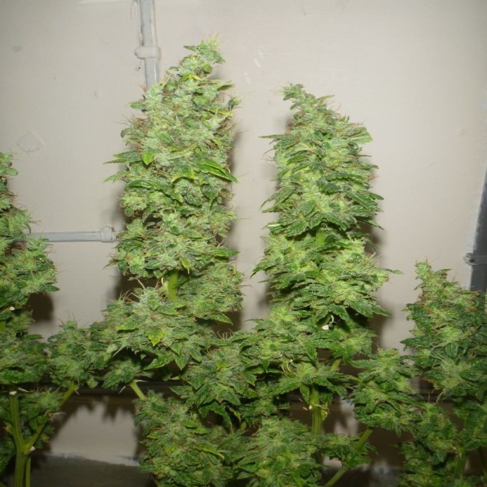 Семена  Tangerine Dream feminised Ganja Seeds