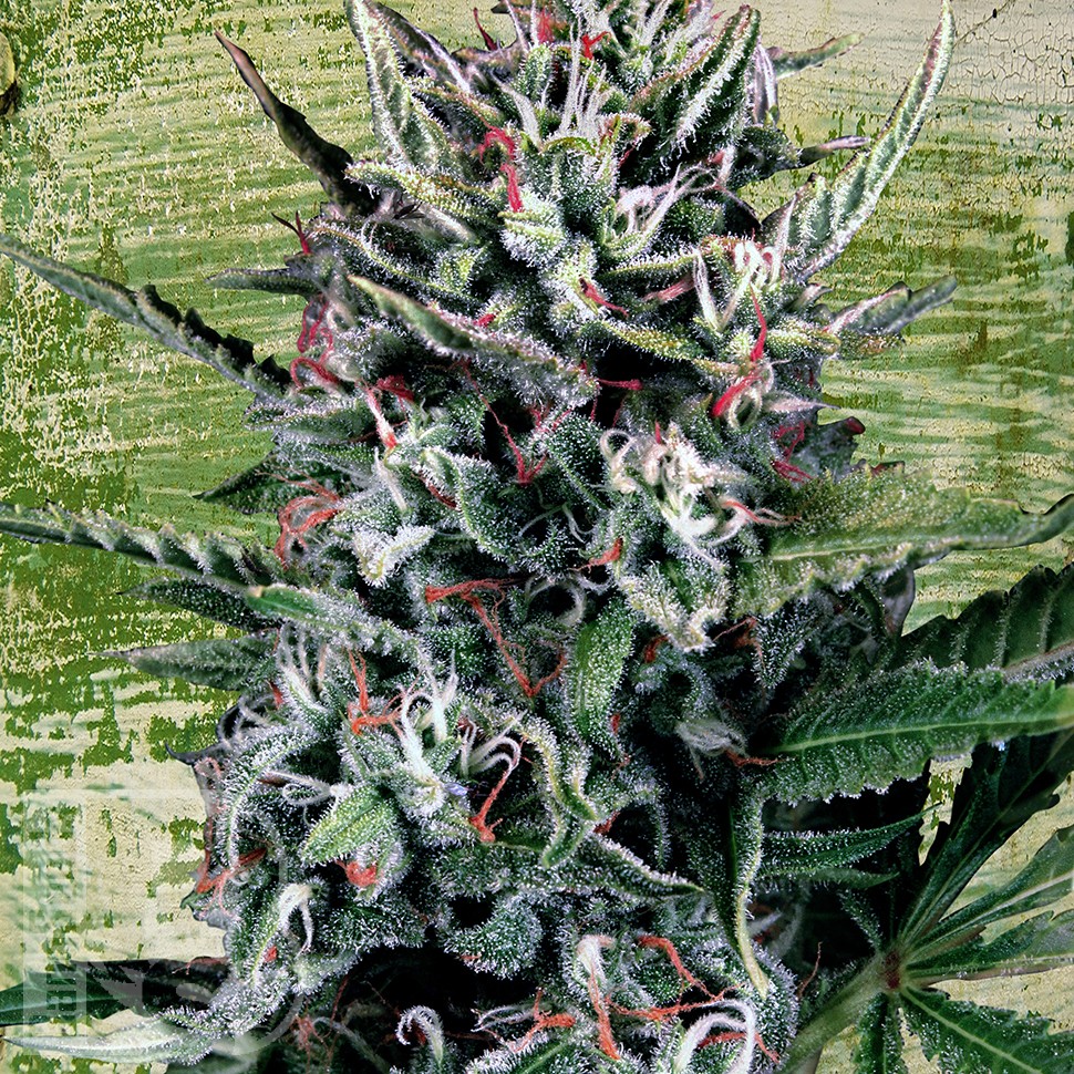 Семена конопли  Auto Silver Bullet feminised Ganja Seeds