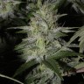 Molotov Cocktail feminised Ganja Seeds