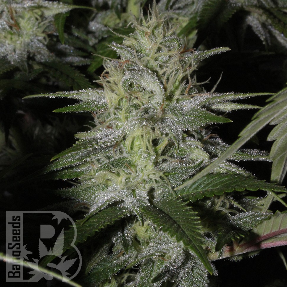 Molotov Cocktail feminised Ganja Seeds