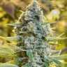 Molotov Cocktail feminised Ganja Seeds