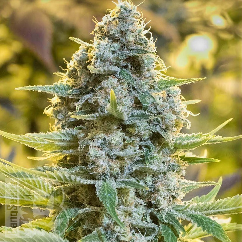 Molotov Cocktail feminised Ganja Seeds