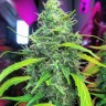 Molotov Cocktail feminised Ganja Seeds