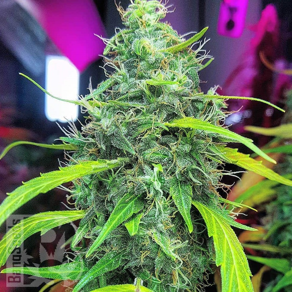 Molotov Cocktail feminised Ganja Seeds