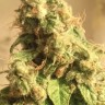 Molotov Cocktail feminised Ganja Seeds