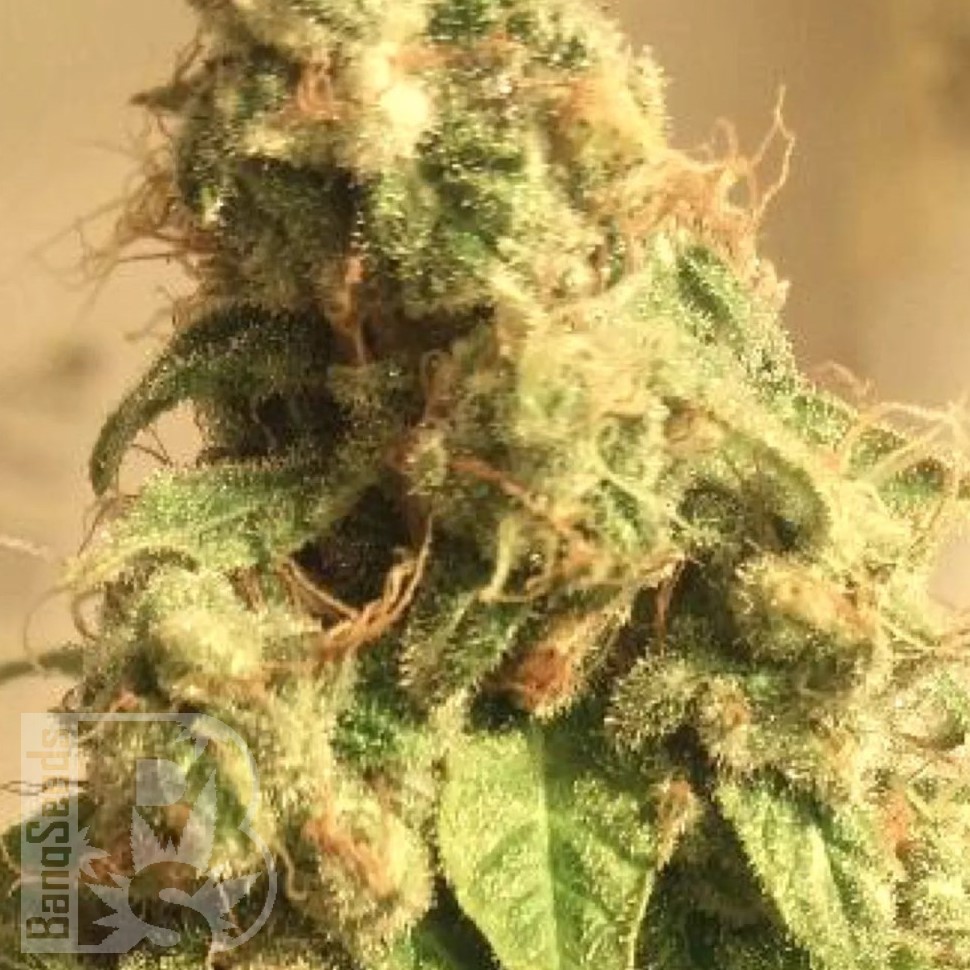 Molotov Cocktail feminised Ganja Seeds