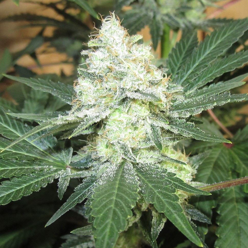 Семена конопли  Auto Mohan Ram regular Ganja Seeds