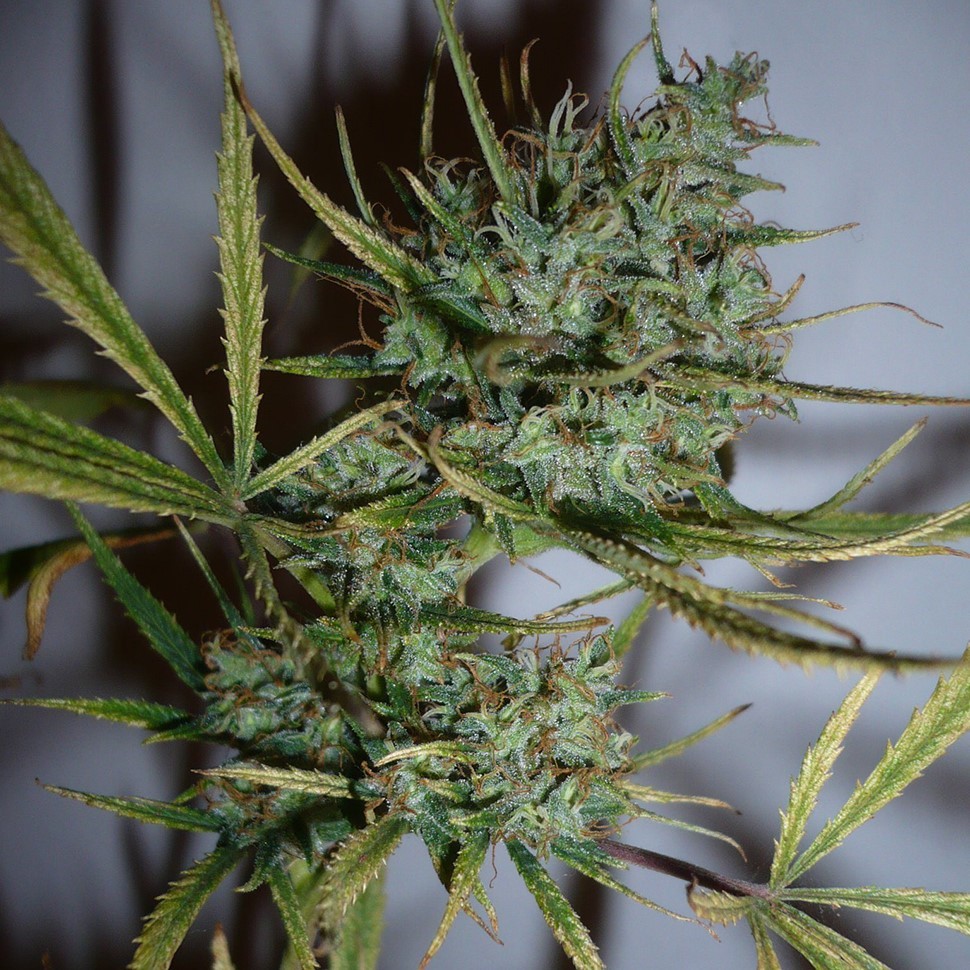 Семена  Top 44 feminised Ganja Seeds