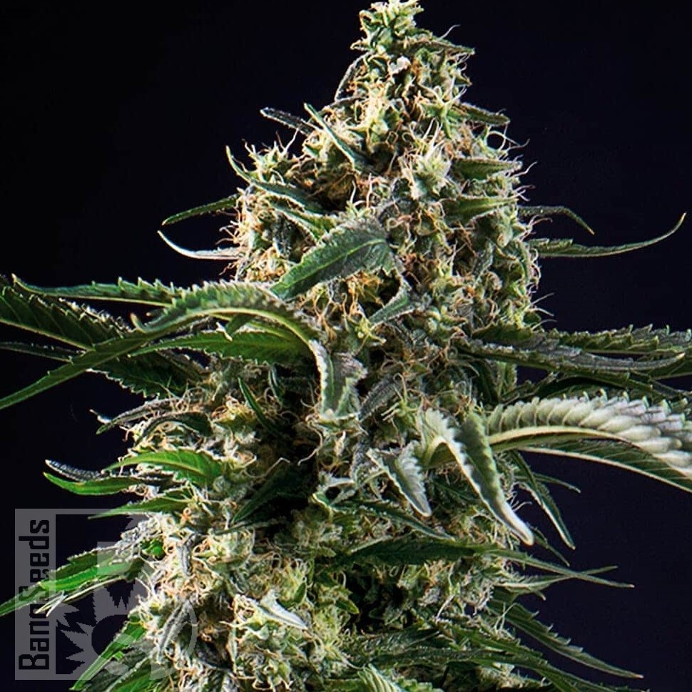 Семена  Top 44 feminised Ganja Seeds