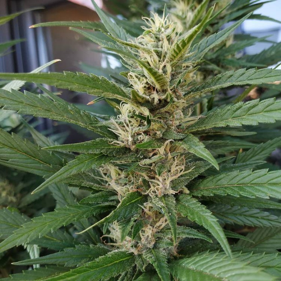 Семена ганжа  S.A.D. (Sweet Afgani Delicious) feminised Ganja Seeds Fast Version