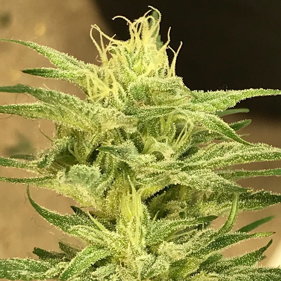 Семена ганжа  Satori feminised Ganja Seeds