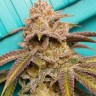 Семена ганжа  Satori feminised Ganja Seeds