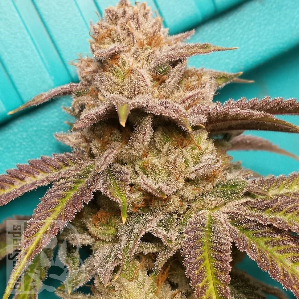 Семена ганжа  Satori feminised Ganja Seeds