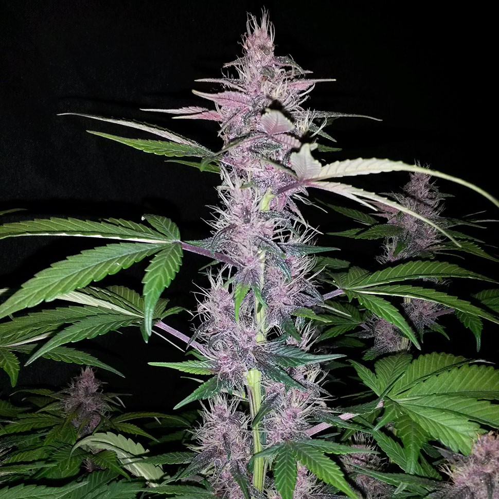 Семена  Auto Zaisan feminised Bang Seeds