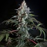 Семена  Auto Zaisan feminised Bang Seeds