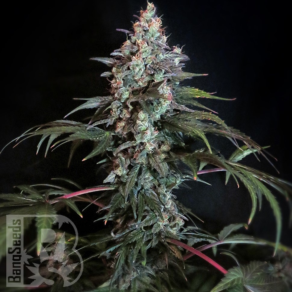 Семена  Auto Zaisan feminised Bang Seeds