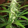 Купить в Казахстане Sugar Black Rose feminised Ganja Seeds Fast Version