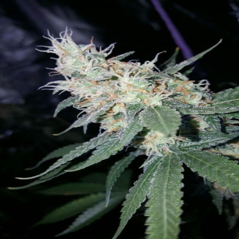 Купить урожайные сорта Sugar Black Rose feminised Ganja Seeds Fast Version