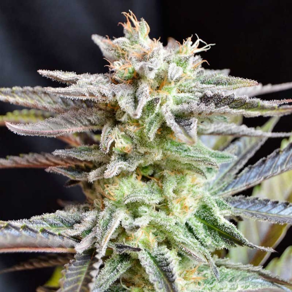 Интернет магазин семян конопли Sugar Black Rose feminised Ganja Seeds Fast Version