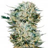 Семена Auto Sugar GOM feminised Ganja Seeds