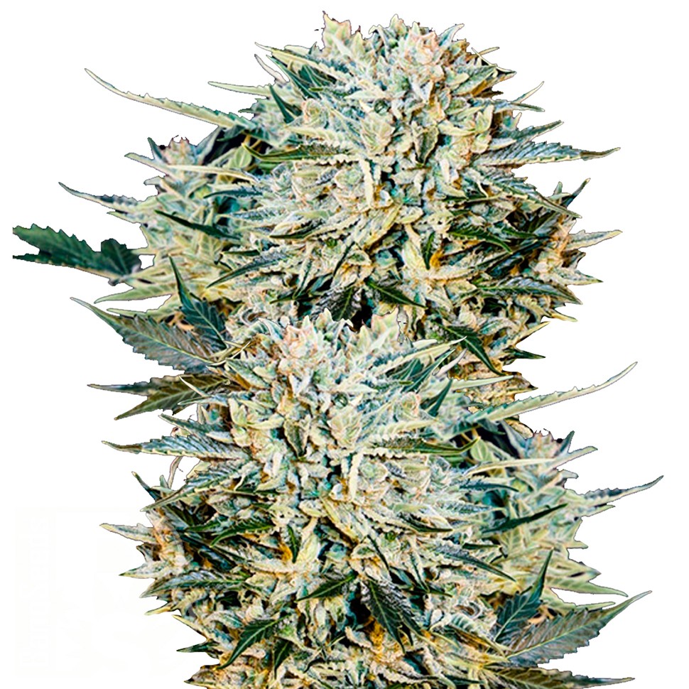 Семена  Auto Sugar GOM feminised Ganja Seeds