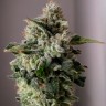 Семена  Auto Sugar GOM feminised Ganja Seeds