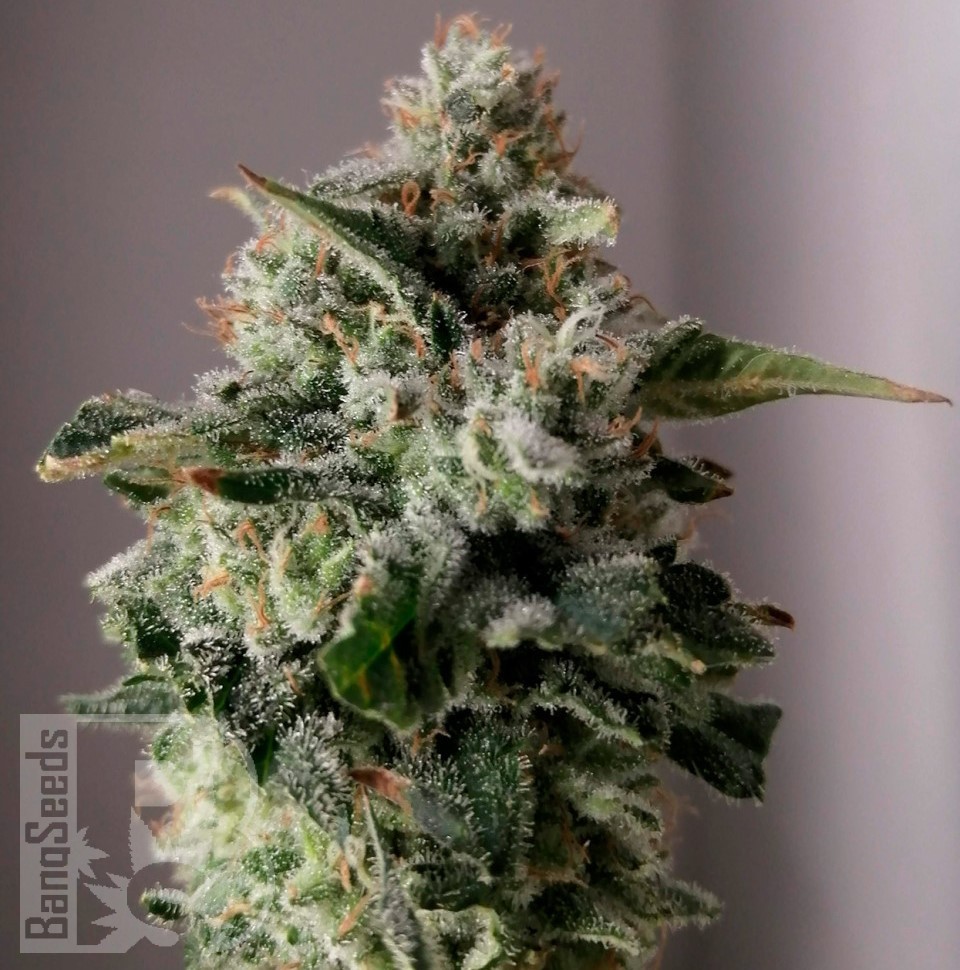 Семена  Auto Sugar GOM feminised Ganja Seeds